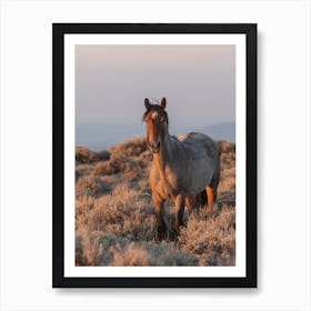 Wild Horse At Golden Hour Poster