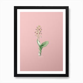 Vintage Brown Widelip Orchid Botanical on Soft Pink n.0082 Art Print