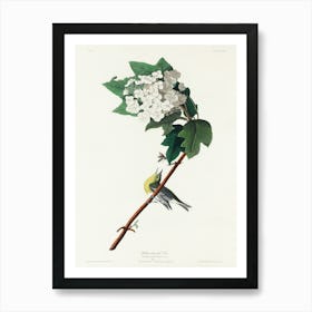 Yellow Throated Vireo, Birds Of America, John James Audubon Art Print