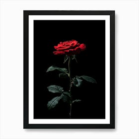 Single Red Rose On Black Background 10 Póster