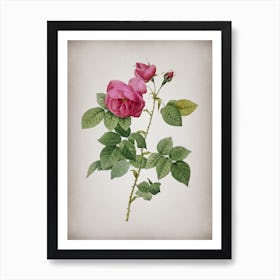 Vintage Pink Bourbon Roses Botanical on Parchment n.0002 Art Print