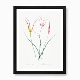 Horned Tulip Illustration From Les Liliacées, Pierre Joseph Redouté Art Print