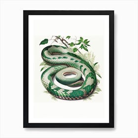 Forest Pit Viper Snake 1 Vintage Art Print