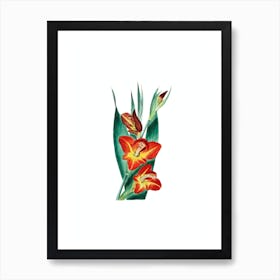 Vintage Parrot Gladiole Flower Botanical Illustration on Pure White Art Print