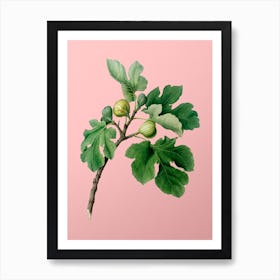 Vintage Fig Botanical on Soft Pink n.0431 Art Print