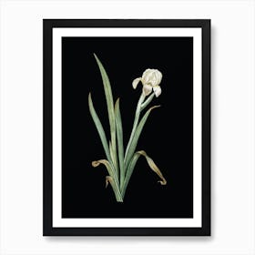 Vintage Crimean Iris Botanical Illustration on Solid Black n.0827 Art Print