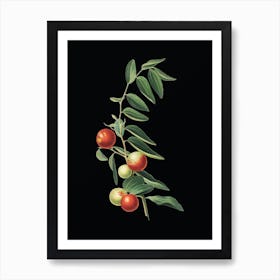 Vintage Chinese Jujube Botanical Illustration on Solid Black n.0480 Art Print