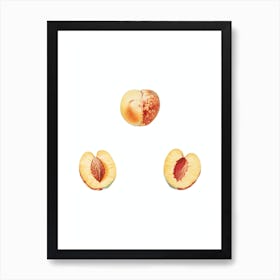 Vintage Nectarine Botanical Illustration on Pure White n.0525 Art Print