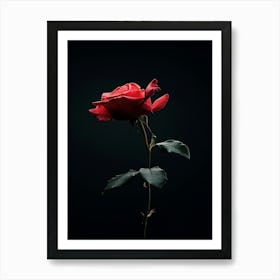 Single Rose On Black Background 11 Art Print