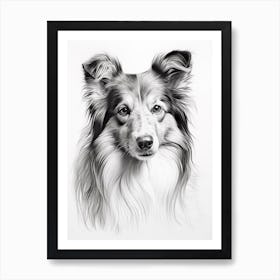 Shetland Sheepdog Dog, Line Drawing 3 Art Print