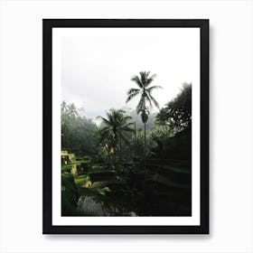 Early Morning Rice Terrace Ubud Bali Art Print