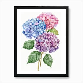 Hydrangea 2 Art Print