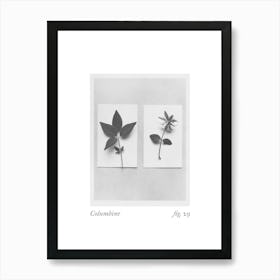 Columbine Botanical Collage 1 Art Print