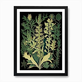 Astragalus Herb Vintage Botanical Art Print