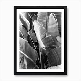 Banana Leaves In Black And White Art Print