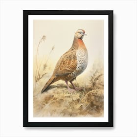 Vintage Bird Drawing Grouse 1 Art Print