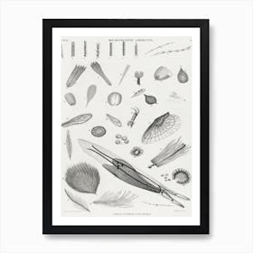 Microscopic Objects, Oliver Goldsmith, 1 Art Print
