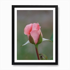 Pink Rose Bud Art Print