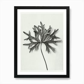 Yellow Monkshood Leaf (1928), Karl Blossfeldt Art Print