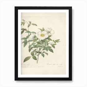 Rose Illustration, Pierre Joseph Redoute (51) Art Print