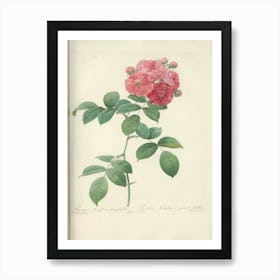 Rose Illustration, Pierre Joseph Redoute (15) Art Print