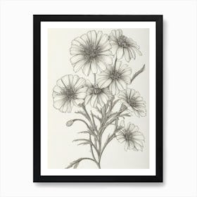 Marigold Vintage Botanical Flower Art Print