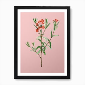 Vintage Bog Laurel Bloom Botanical on Soft Pink n.0735 Art Print