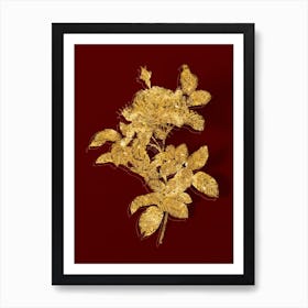 Vintage Red Gallic Rose Botanical in Gold on Red n.0436 Art Print