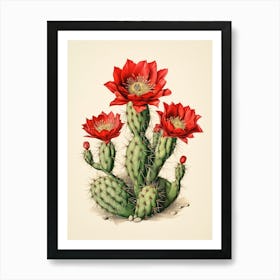 Vintage Cactus Illustration Crown Of Thorns Cactus 2 Art Print