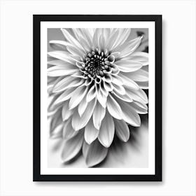 Dahlia B&W Pencil 2 Flower Art Print