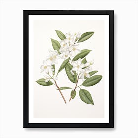 Jasmine Flower Vintage Botanical 0 Art Print