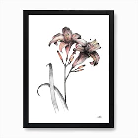 Watercolour Pair of Day Lillies Art Print