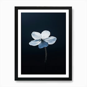 White Flower On Black Background 5 Art Print