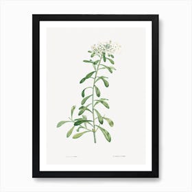 Cluster of Small White Flowers from La Botanique de J. J. Rousseau, Pierre Joseph Redoute (2) Art Print