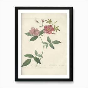 Rose Illustration, Pierre Joseph Redoute, Pierre Joseph Redoute(147) Art Print