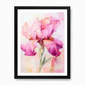 Pink Iris Art Print