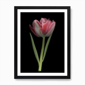 Tulip Trade Art Print