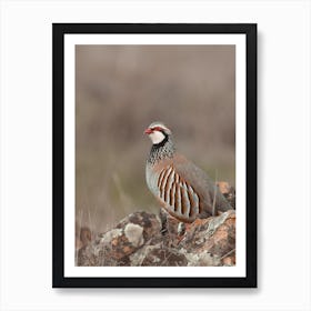 Bobwhite Quail Art Print