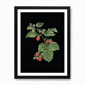 Vintage Raspberry Botanical Illustration on Solid Black n.0596 Art Print