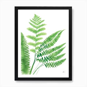 Ferns Art Print