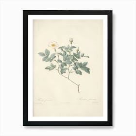 Rose Illustration, Pierre Joseph Redoute, Pierre Joseph Redoute (120) Art Print