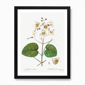 Catalpa Cordifolia, Pierre Joseph Redoute Art Print