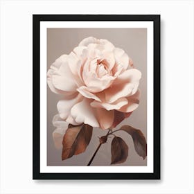 Floral Illustration Rose 1 Art Print