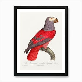The Grey Parrot From Natural History Of Parrots, Francois Levaillant 1 Art Print