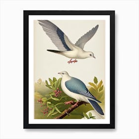 Dove 2 James Audubon Vintage Style Bird Art Print