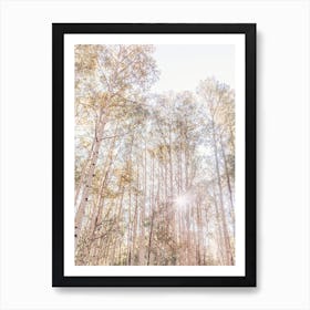 Aspen Sunshine Art Print