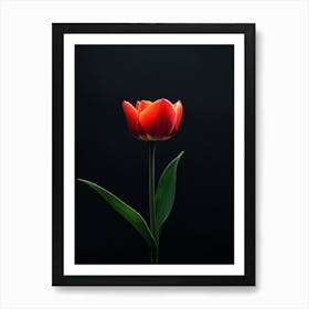 Single Red Tulip On Black Background Art Print