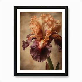 2024 May Poster Canvas Sng Iris 7 Art Print