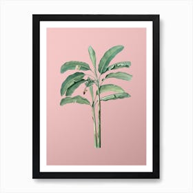 Vintage Banana Tree Botanical on Soft Pink n.0155 Art Print
