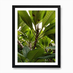 Botany Art Print